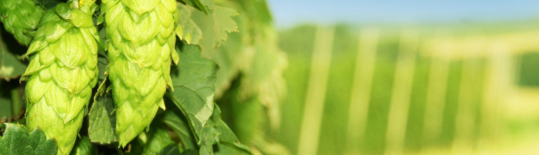 Hopfen